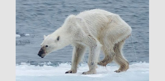 [취재후] “교과서에 북극곰은 이제 그만 등장했으면 합니다”