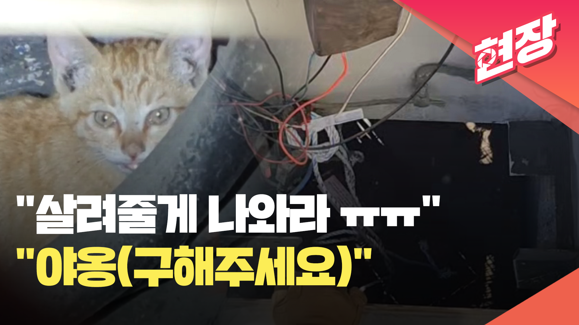 [영상] 2만 볼트 변압기에 갇힌 새끼 고양이 구조…살려달라는 듯 “야옹”